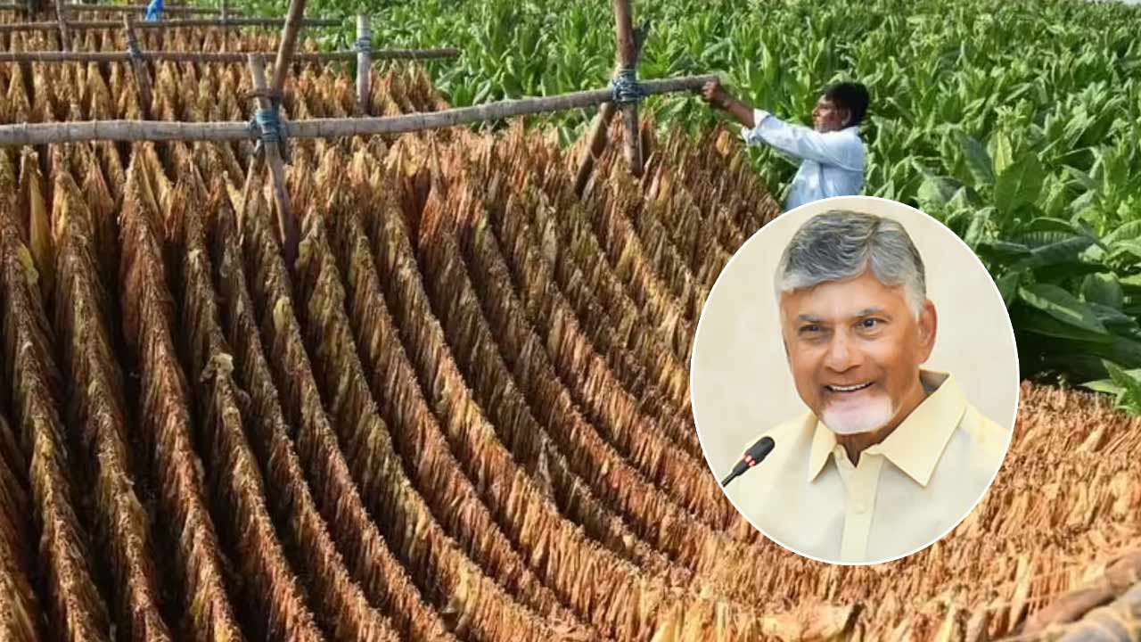 188 కోట్ల మద్దతు, 94 మిలియన్ కిలోల పొగాకు కొనుగోలు