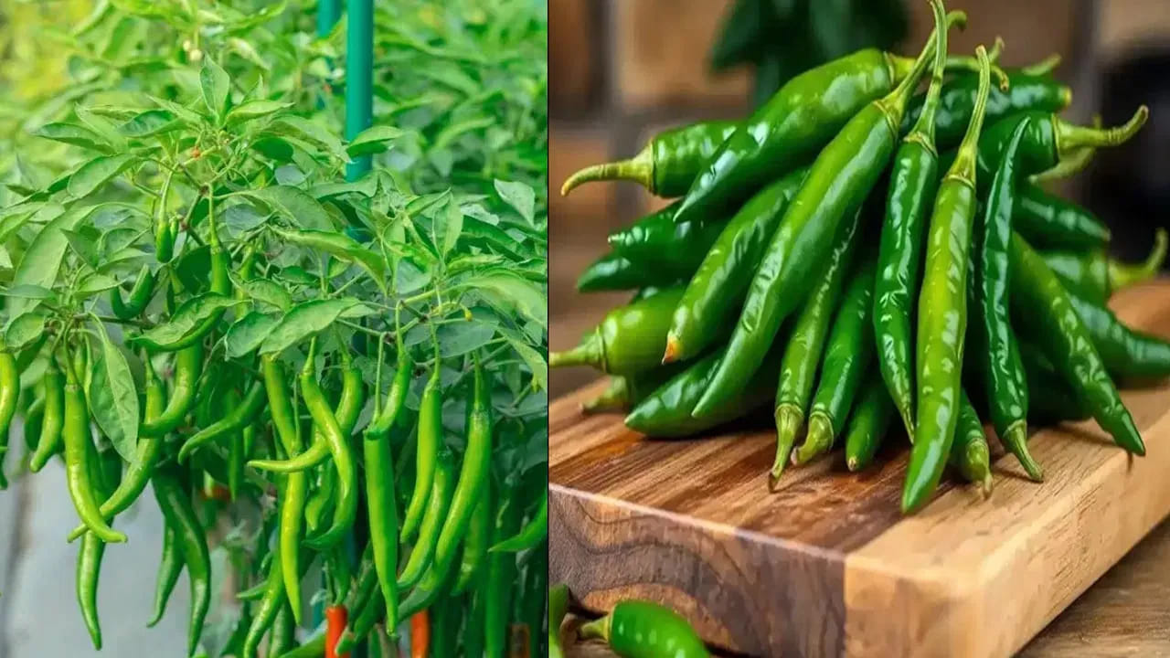 చిన్న కుండీలో పచ్చిమిర్చి సాగు: ఇంటి వద్దే తాజా కాయలు
