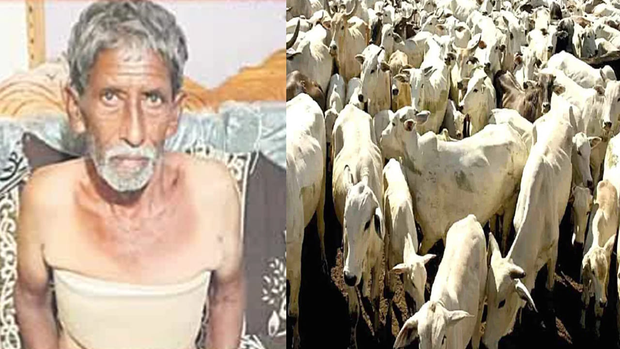 చిత్తూరులో ఏనుగు దాడి నుంచి రైతును కాపాడిన పశువుల మంద