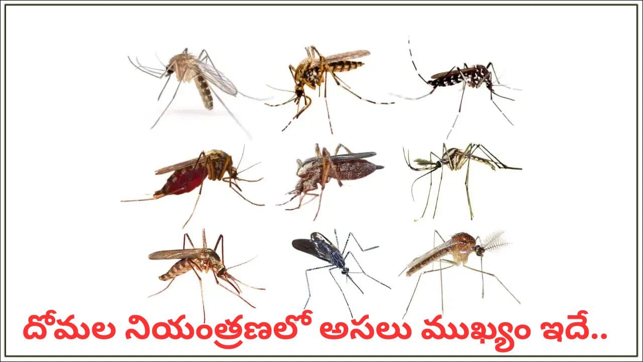 దోమల బెడద తగ్గించేందుకు ఇంట్లోనే పాటించాల్సిన సహజ చిట్కాలు