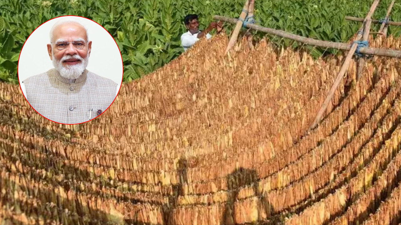 ఏపీ పొగాకు రైతులకు రూ.50 వేల వడ్డీ లేని రుణం