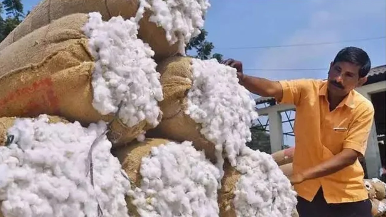 ఏపీలో పత్తి కొనుగోళ్లకు కొత్త నిబంధనలు, సీసీఐ మార్గదర్శకాలు విడుదల