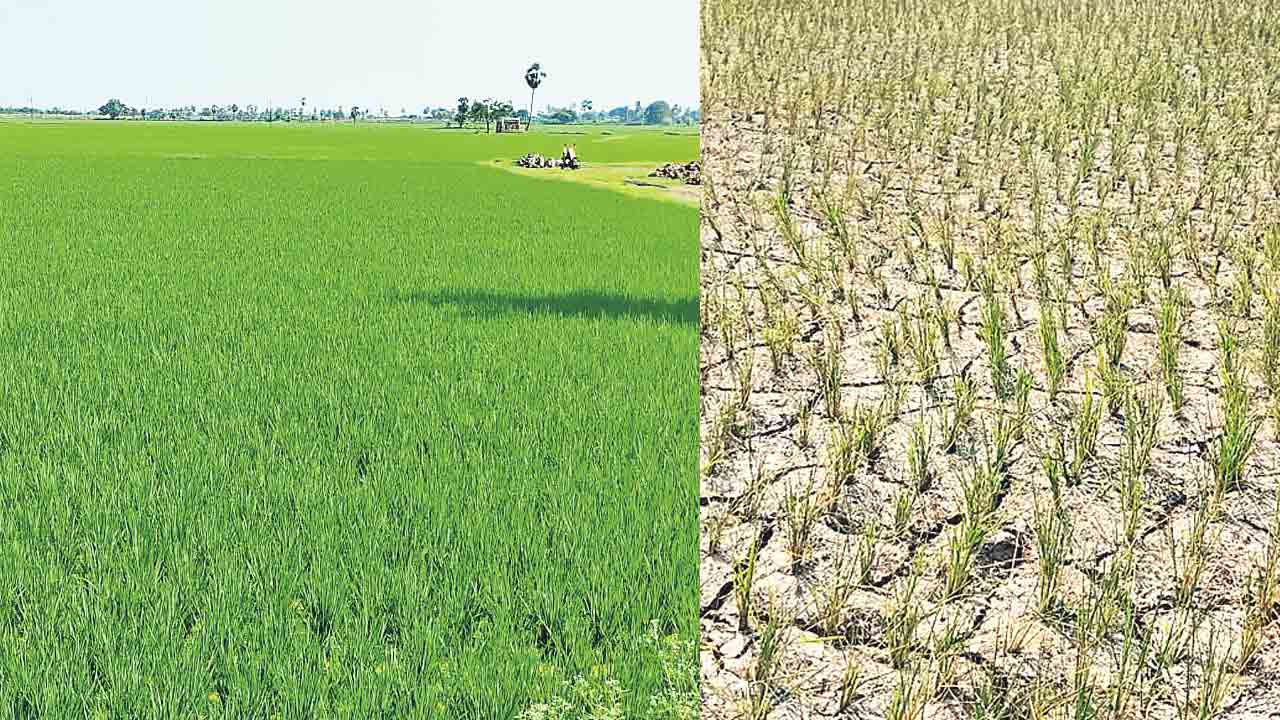 గోదావరి నీటి విడుదల: ఏపీలో పంటలు, తెలంగాణలో ఎండిన పొలాలు