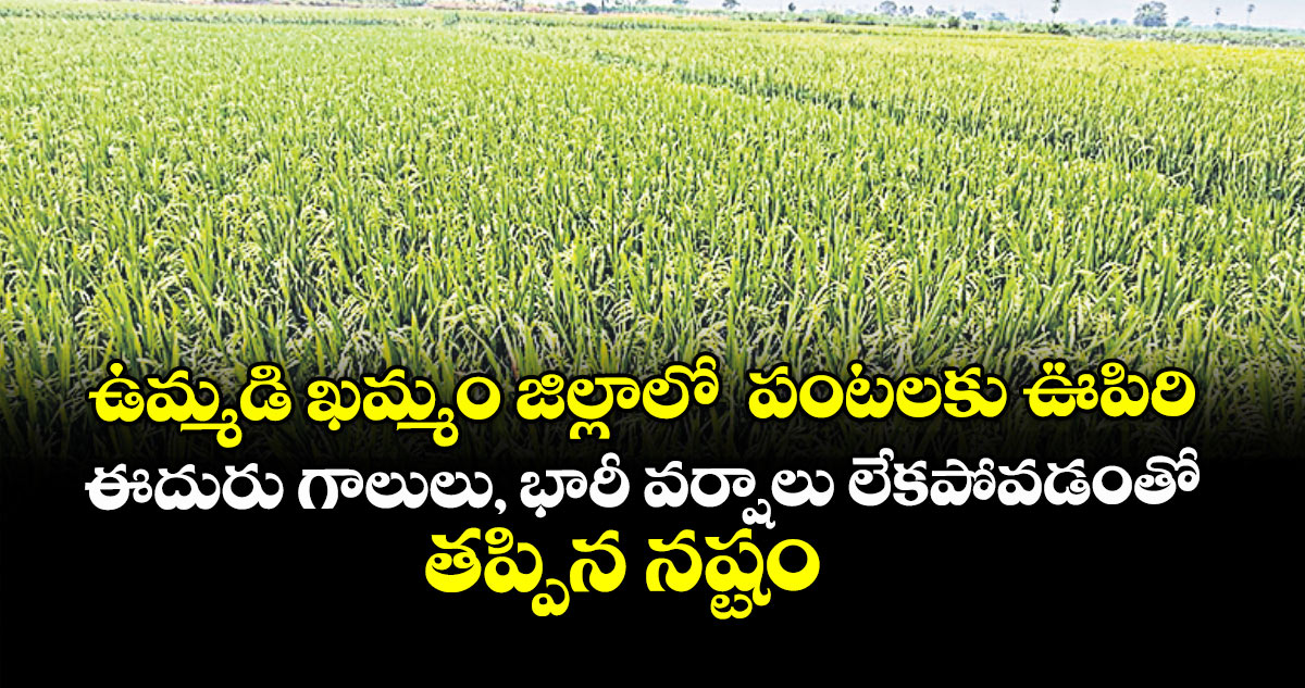 ఖమ్మం జిల్లాలో వర్షాలతో పంటలకు మేలు, తప్పిన భారీ నష్టం