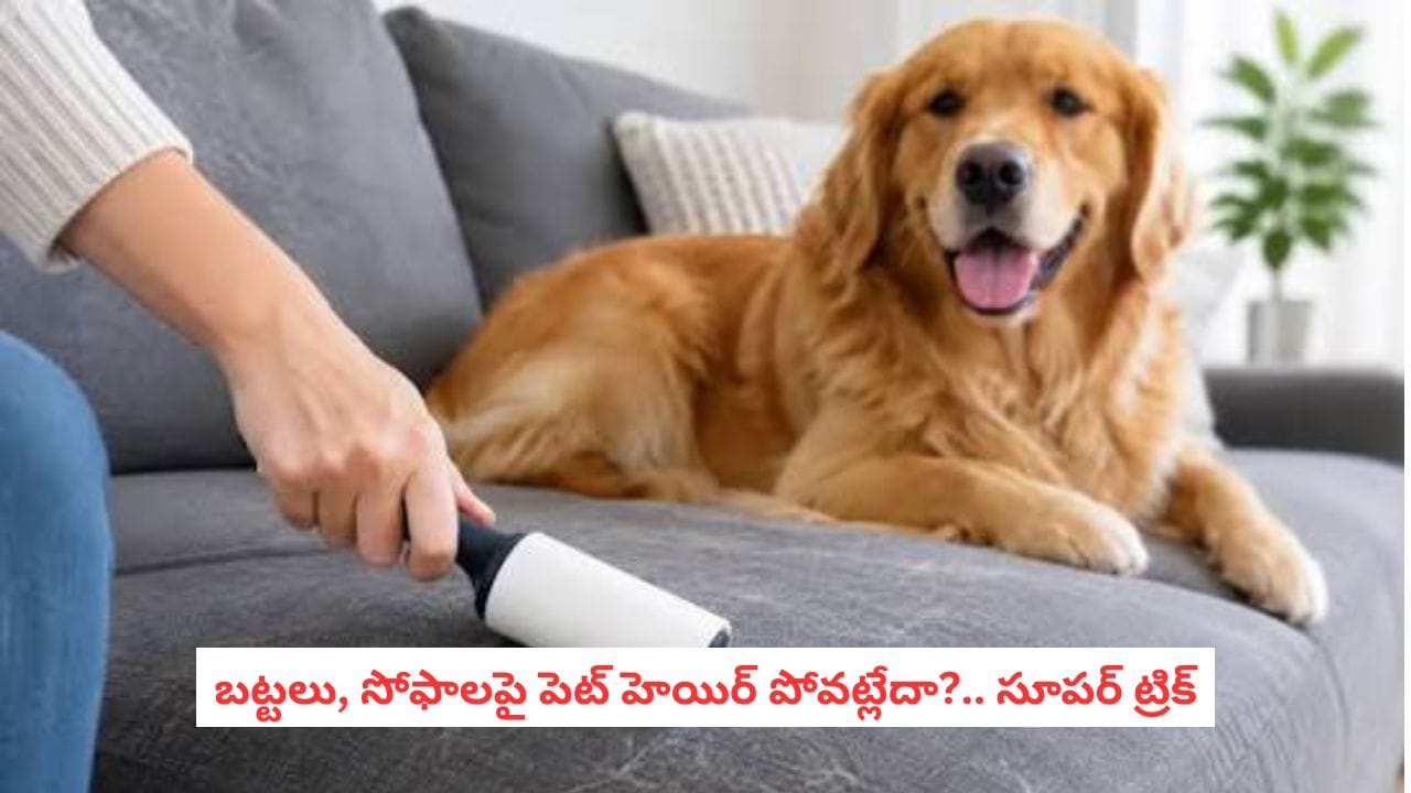సోఫా, బట్టలపై పెంపుడు జంతువుల వెంట్రుకలను తొలగించే సులభమైన మార్గాలు